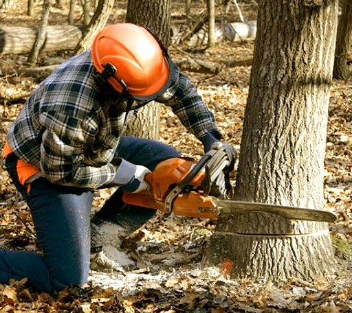 Tree Removal in Hollywood, MD
